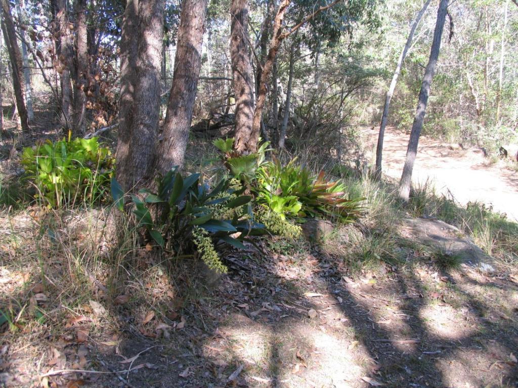 Tuckeroo Cabañas&Gardens Rathdowney Exterior foto